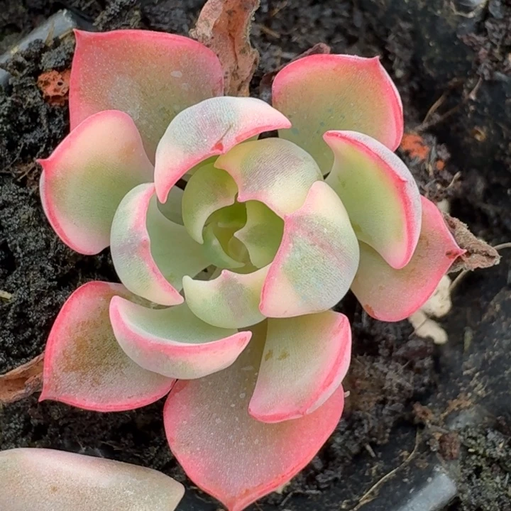 大叶雨滴一物一拍