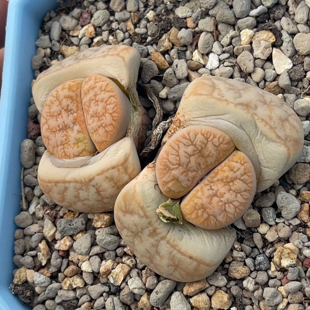 7632双头拿铁261睫毛