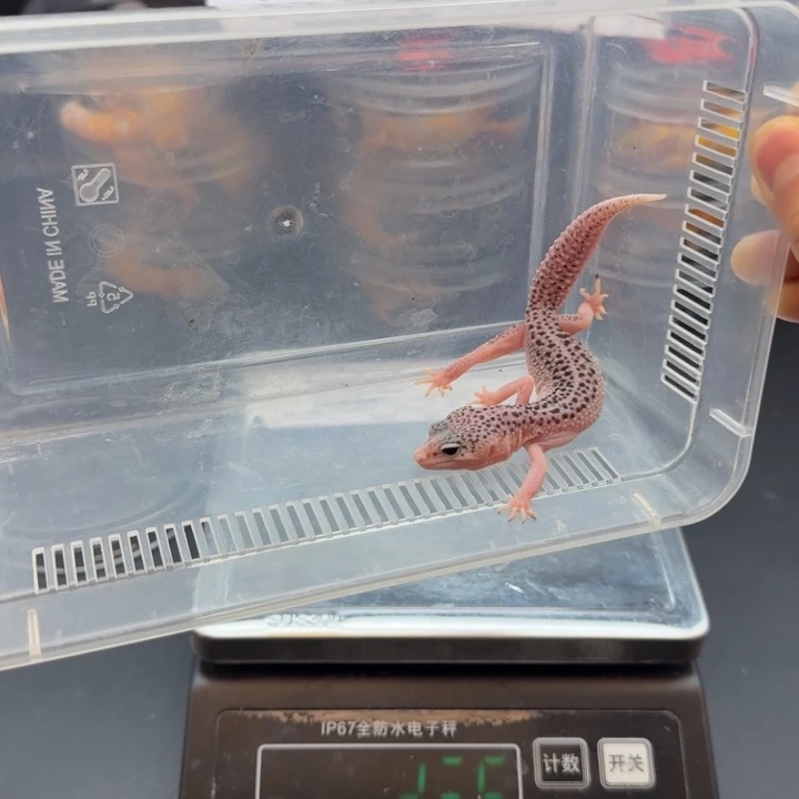 豹纹守宫银河妹妹