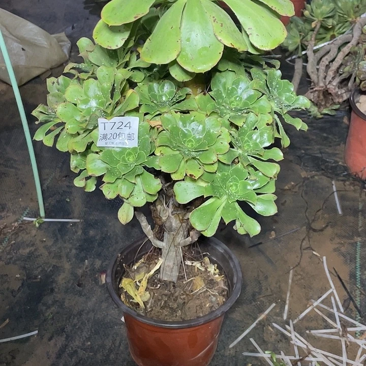 724大叶绿玫瑰多肉法师