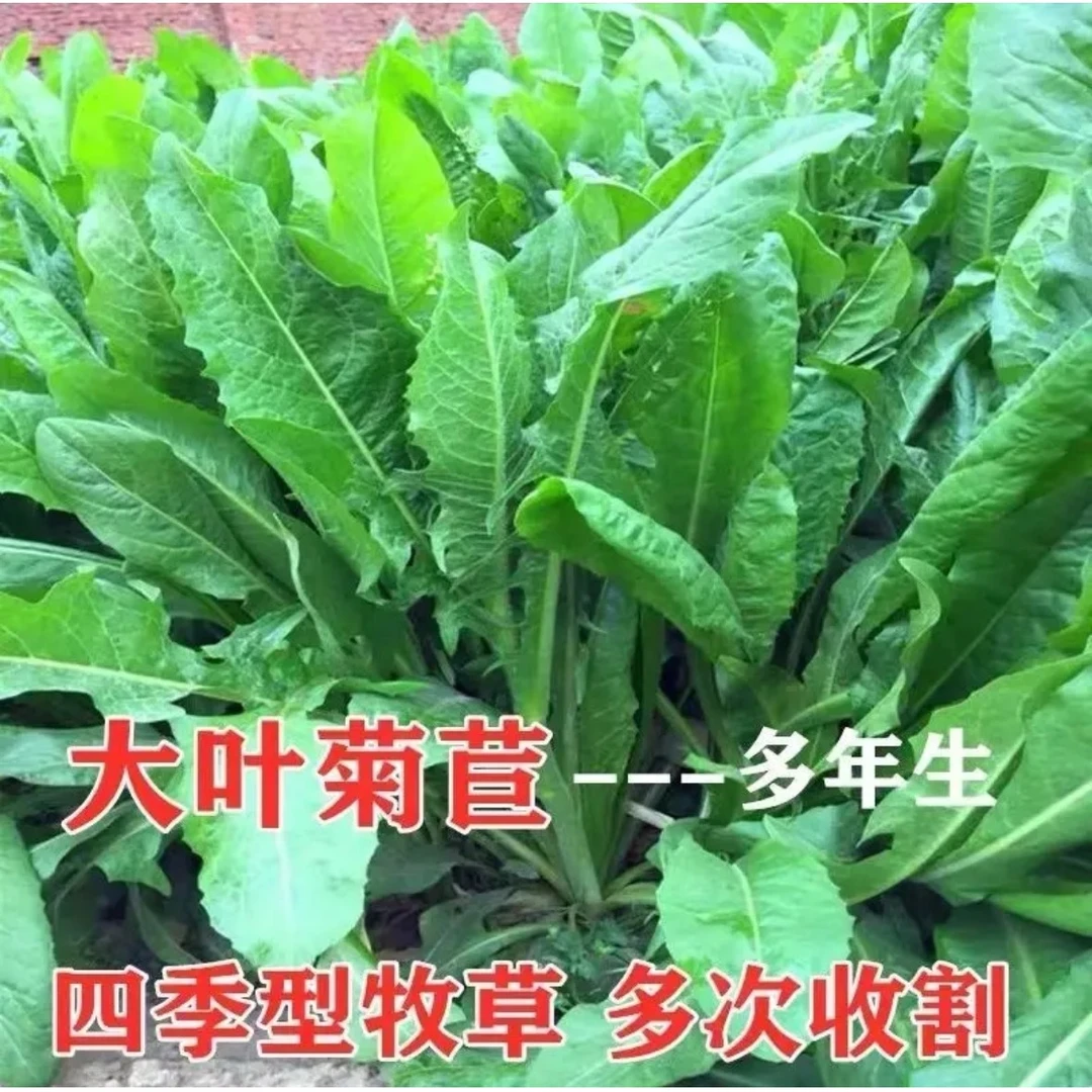 【菊苣草种籽将军大叶菊】四季种植盆栽地栽阳台小院种植