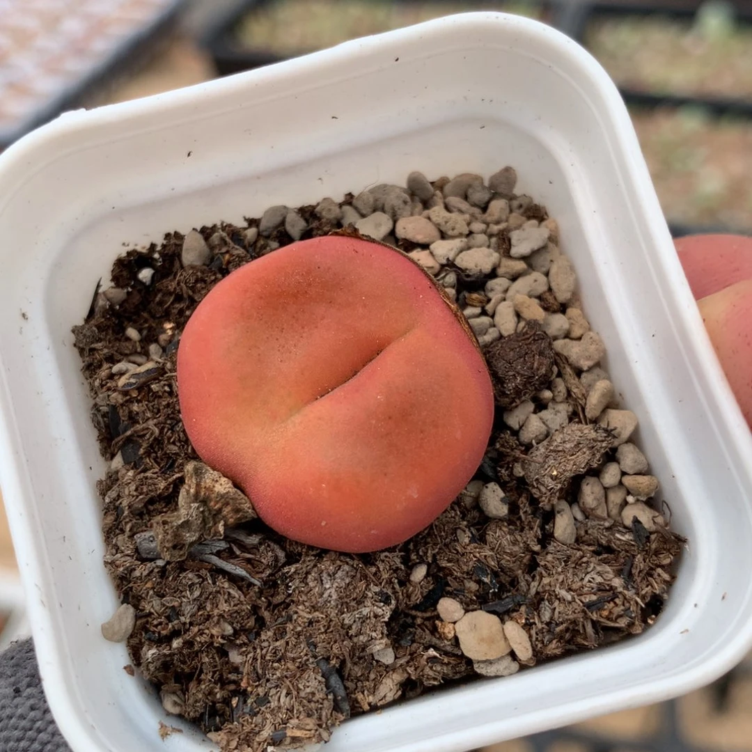 575水蜜桃母本一颗
