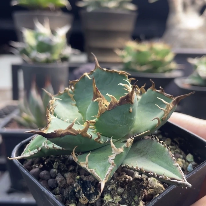 【闪购商品】～****逆鳞 灯养