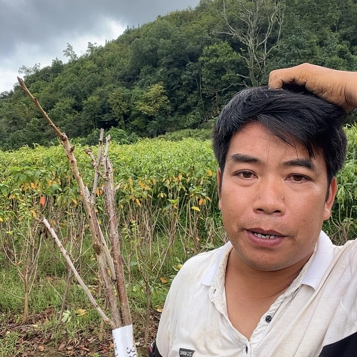 当前无花栽培后可以开花38