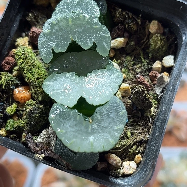 十二卷多肉白熊玉扇