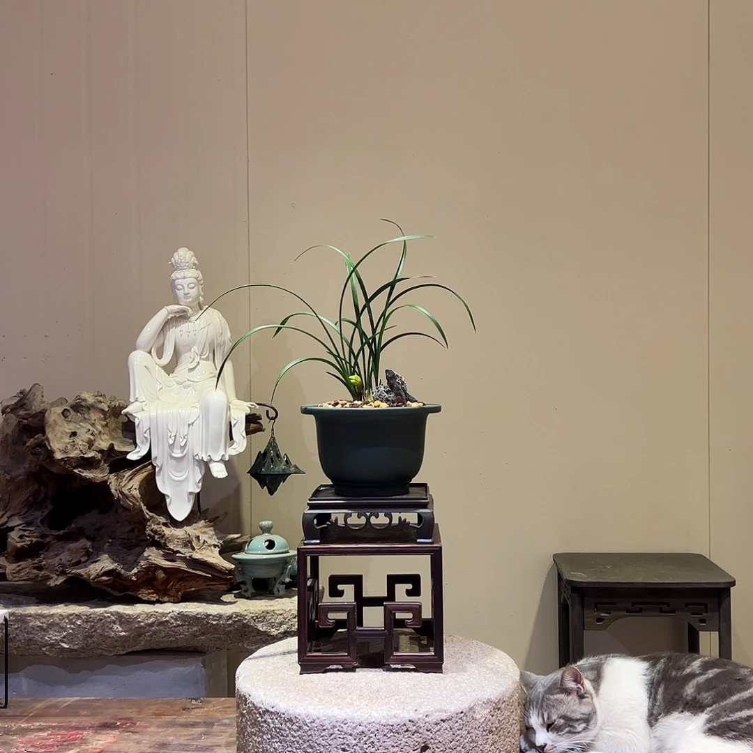 大部分花苞少量开放黄金牡丹