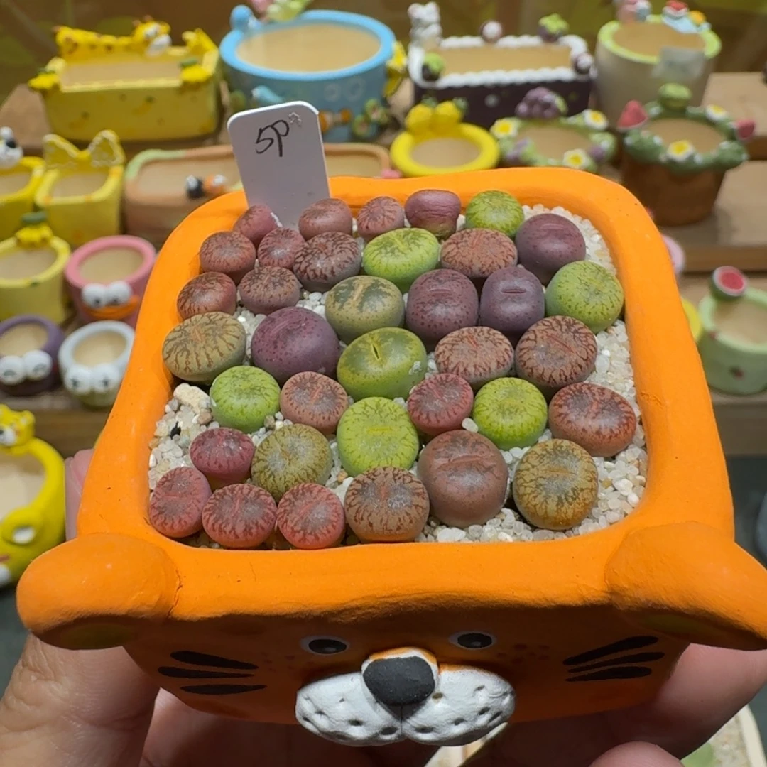 蘑菇1037彩虹日轮多肉植物