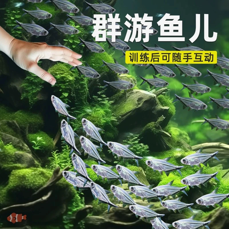 黑尾大勾群游观赏鱼灯科鱼草缸淡水热带鱼活体小型鱼