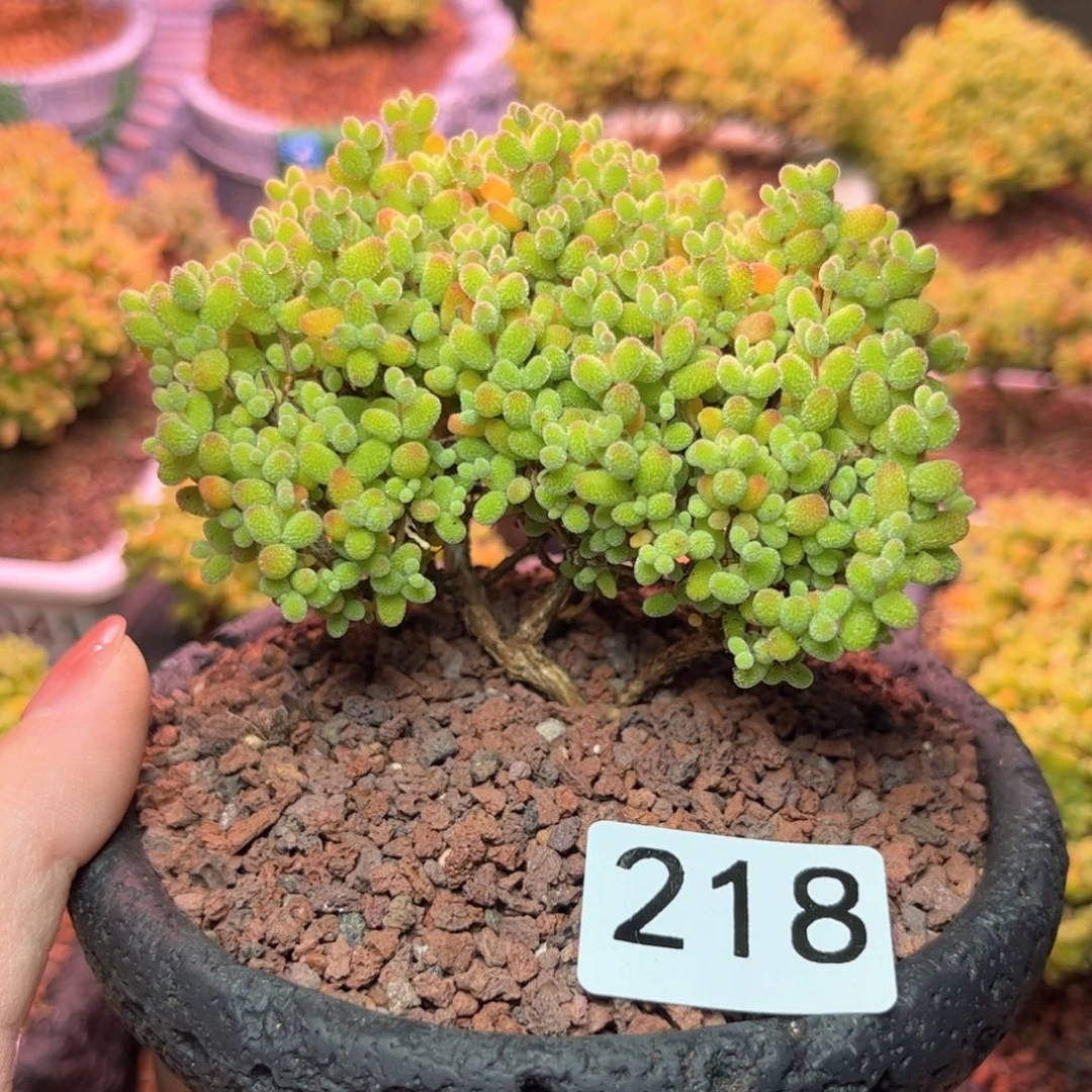 218金橘福利可爱多肉植物