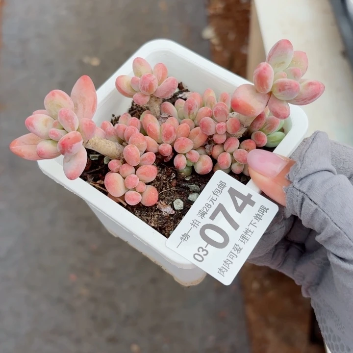 樱花奶多肉无盆土发货多
