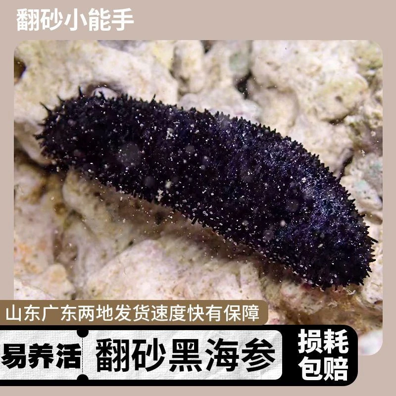海缸翻沙海参黑海参红海参刺海参观赏海洋生物吃除藻海缸翻砂