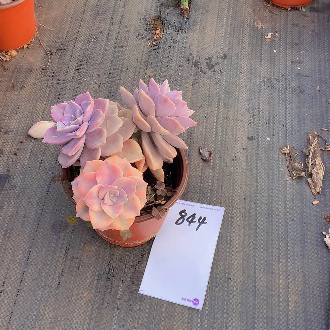 一物一拍多肉外播紫乐锦844