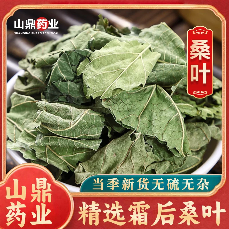 山鼎药业【桑叶  桑叶茶】精选霜后桑叶茶  泡水新鲜泡茶 中药材