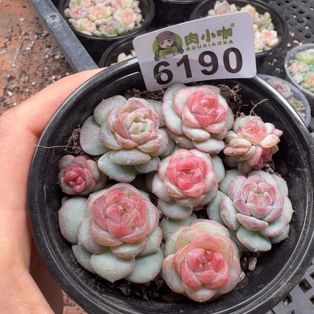 多肉植物多肉植物