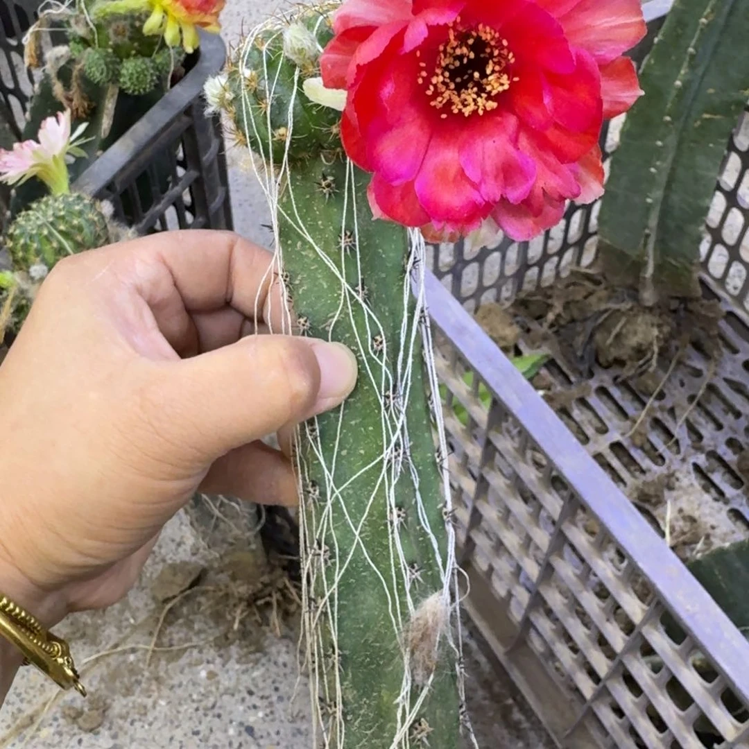 224嫁接丽花掰花斑脱土发