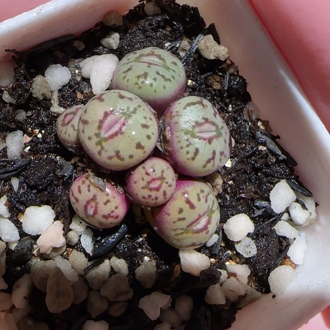 肉锥多肉植物百科26-993