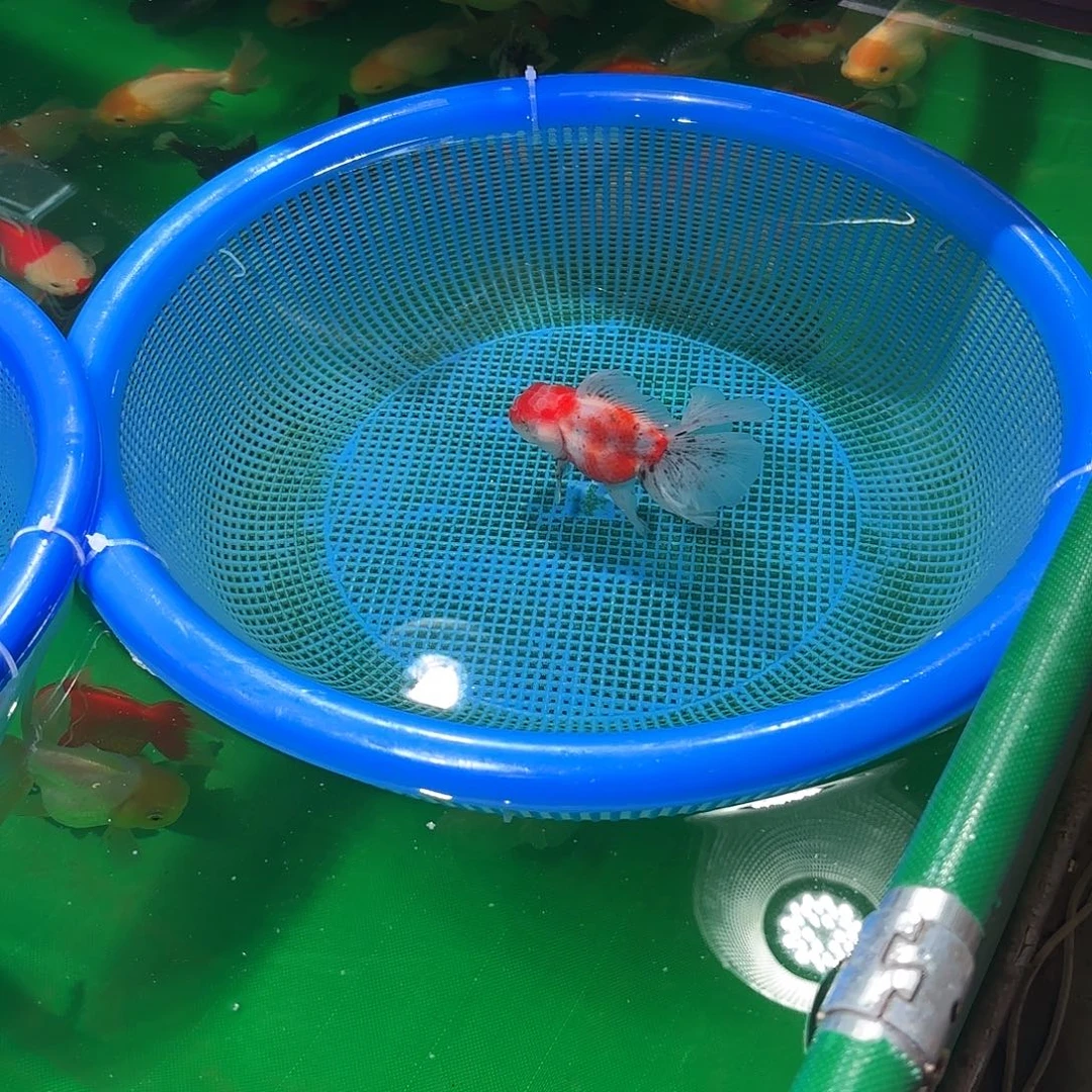 至***』金鱼圆通两条包邮