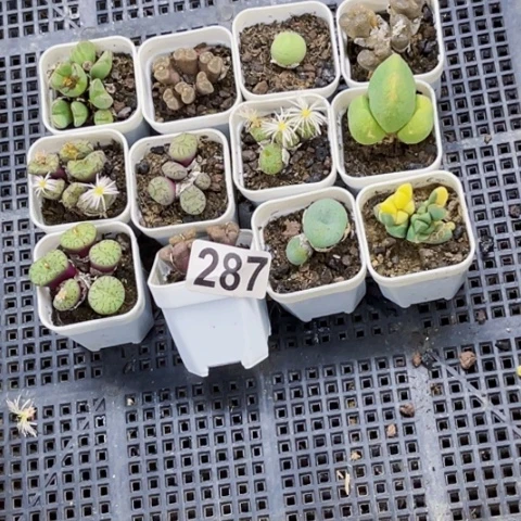 287肉缀小盆一物一图如图