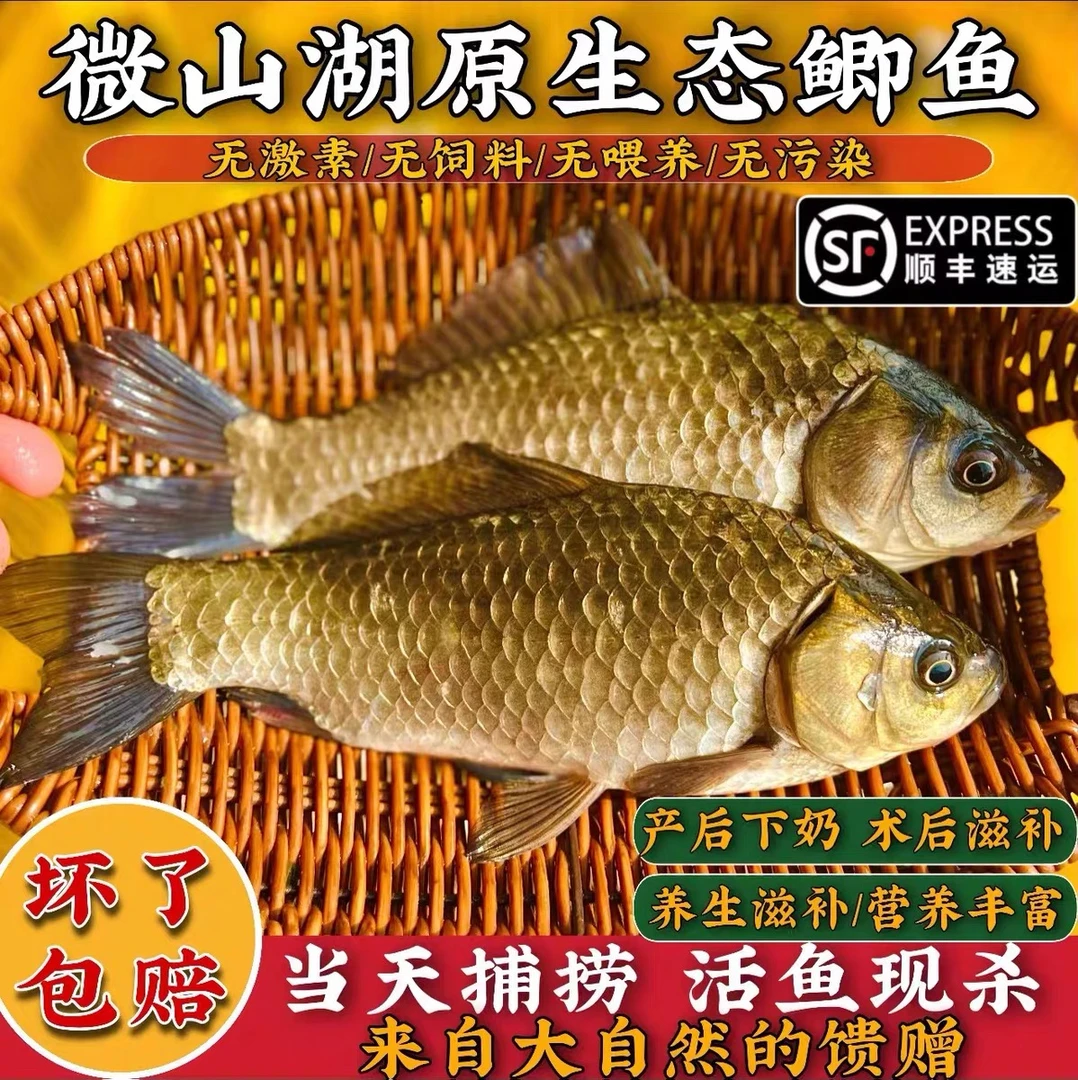 微山湖野生鲫鱼生鲜活鲫鱼鲜活现杀孕妇月子炖汤补钙顺丰包邮