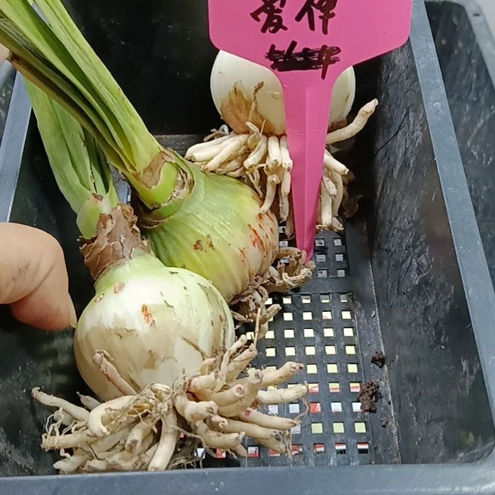 无花朵爱神4+发三个