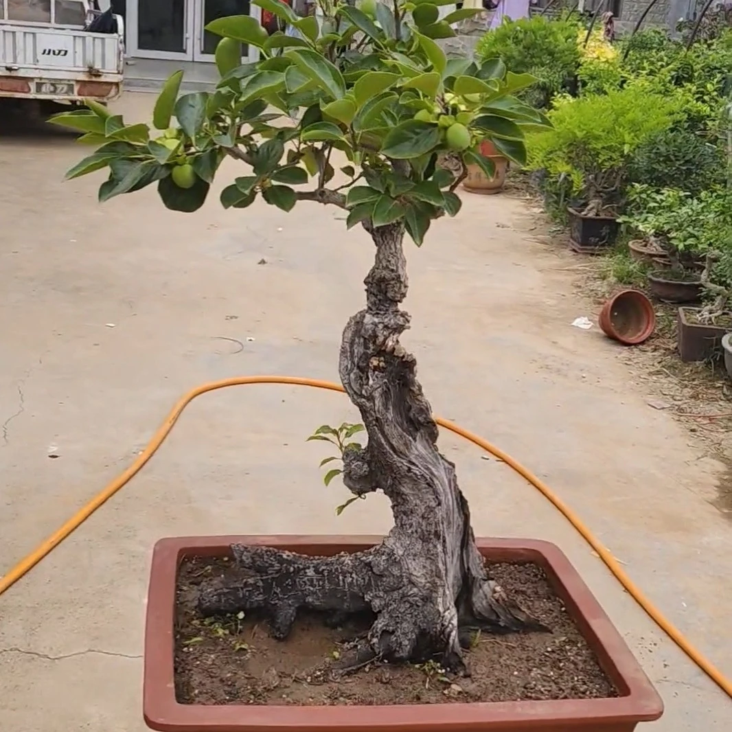 柿子树盆景盆栽老桩植物耐寒耐热好栽易活事事柿如意老盆口植物
