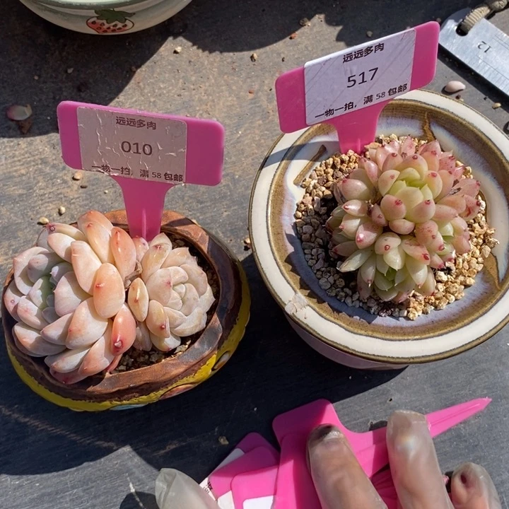 2个小盆肉肉肉肉肉肉肉