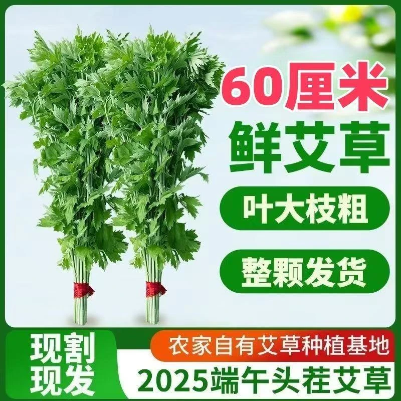 新鲜艾草苗端午节鲜嫩艾草今年正宗艾草叶挂门窗 花束