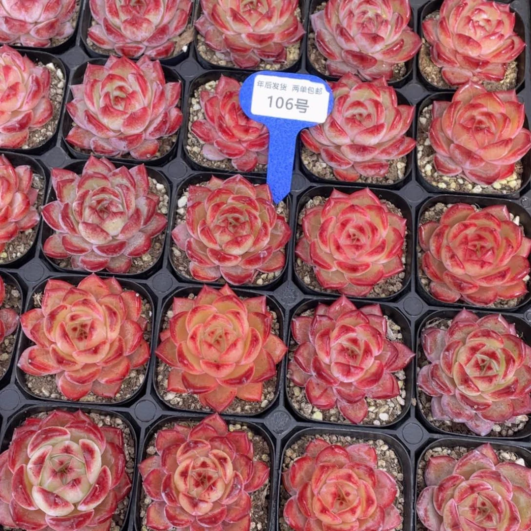 106号全红色夜魔侠单头一个