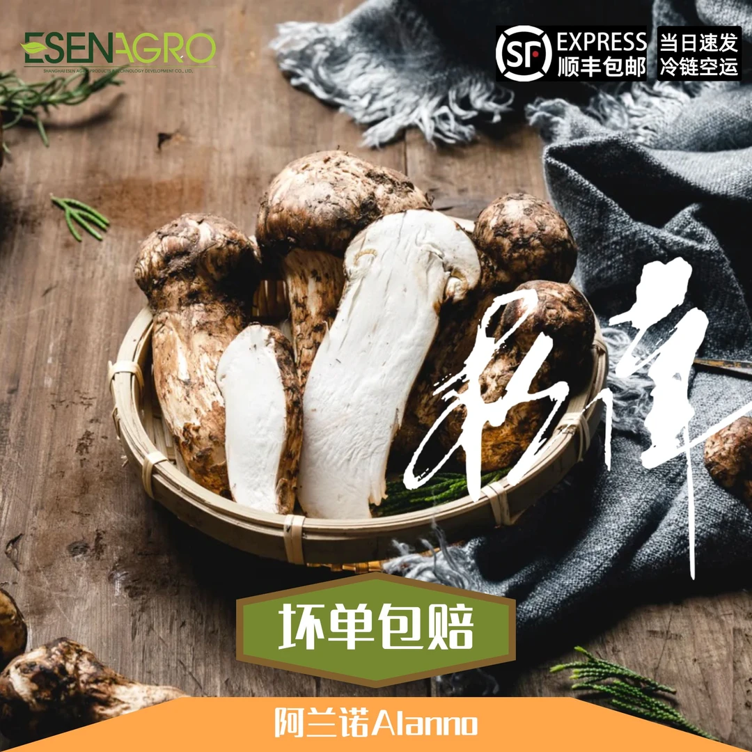 天空之城理塘四千米高海拔新鲜松茸