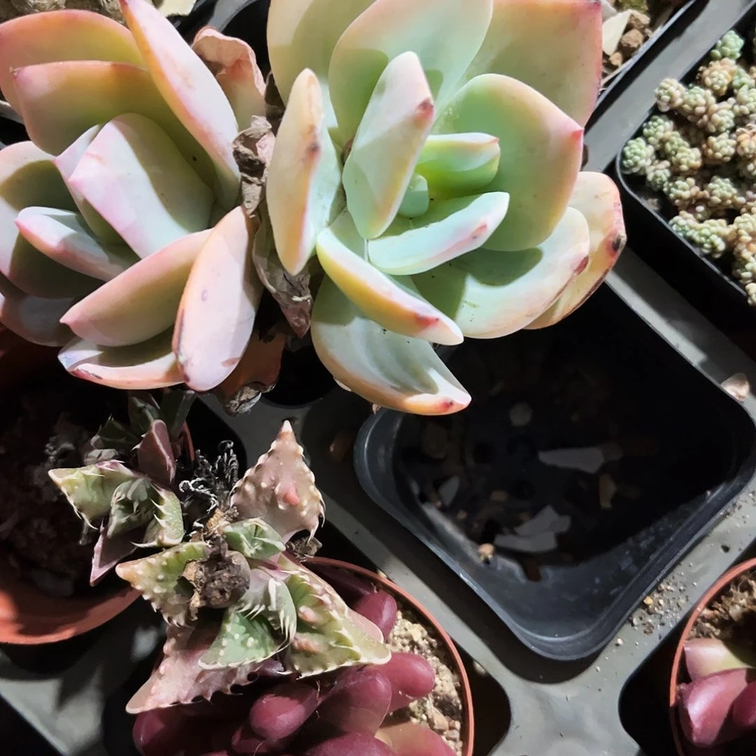 歪**歪269多肉植物提取萃取剂中添加