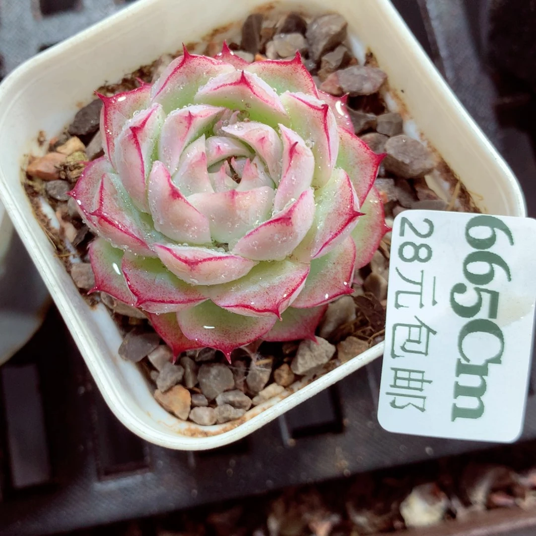 5厘米盆精控多肉665