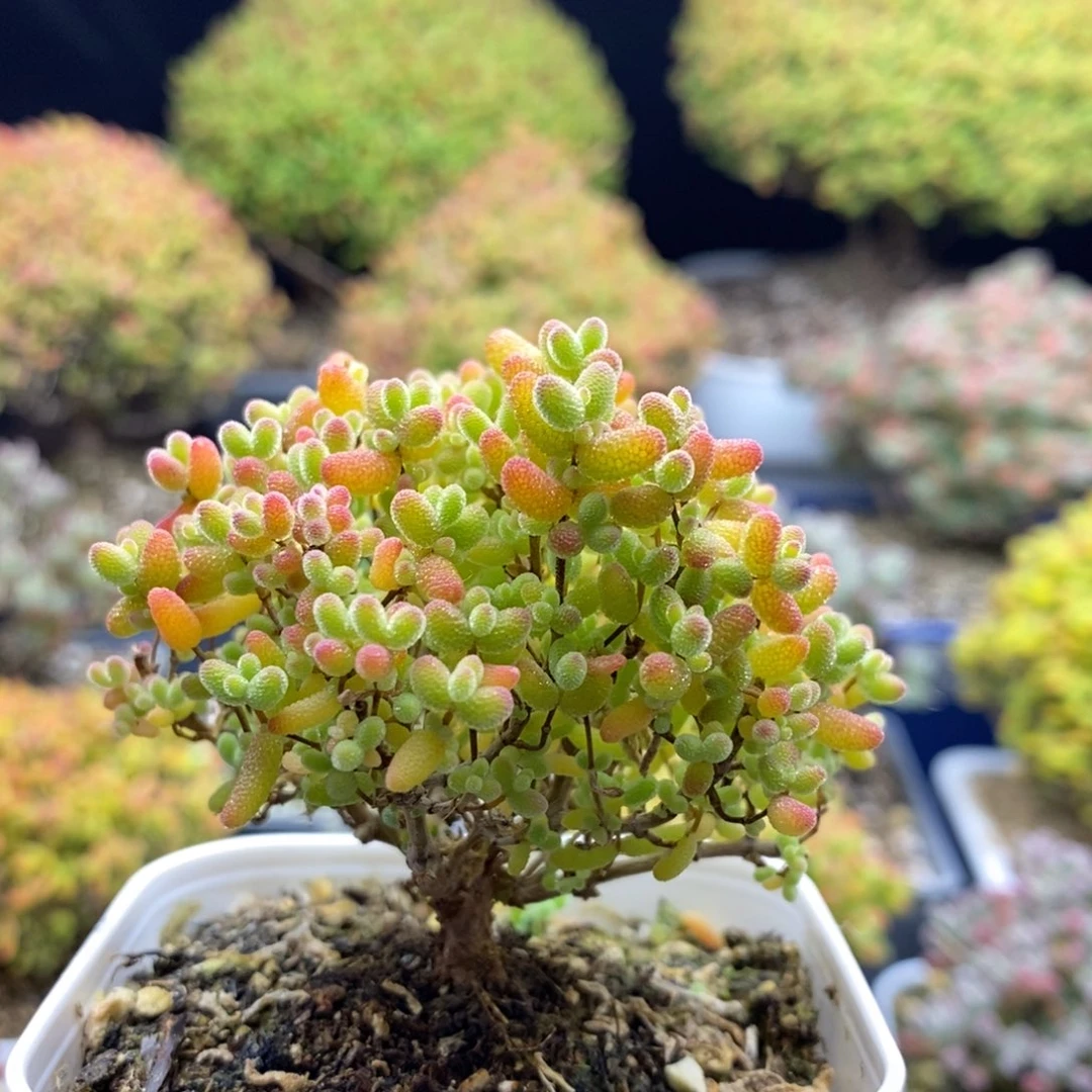 378蜜橘糖球 。