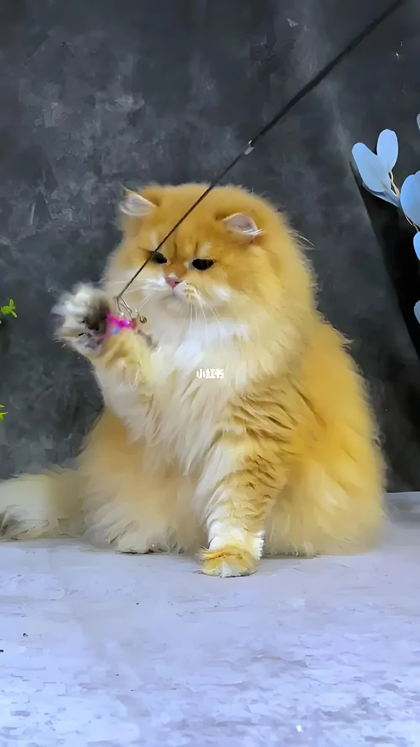 猫咪逗猫棒自己家的