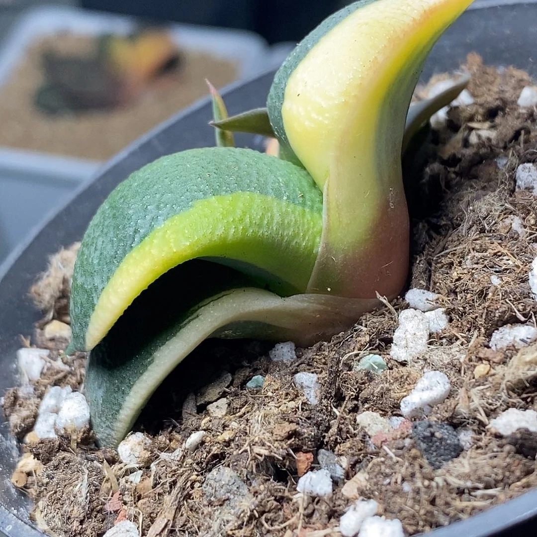 不带盆脱土裸根发货（实生）