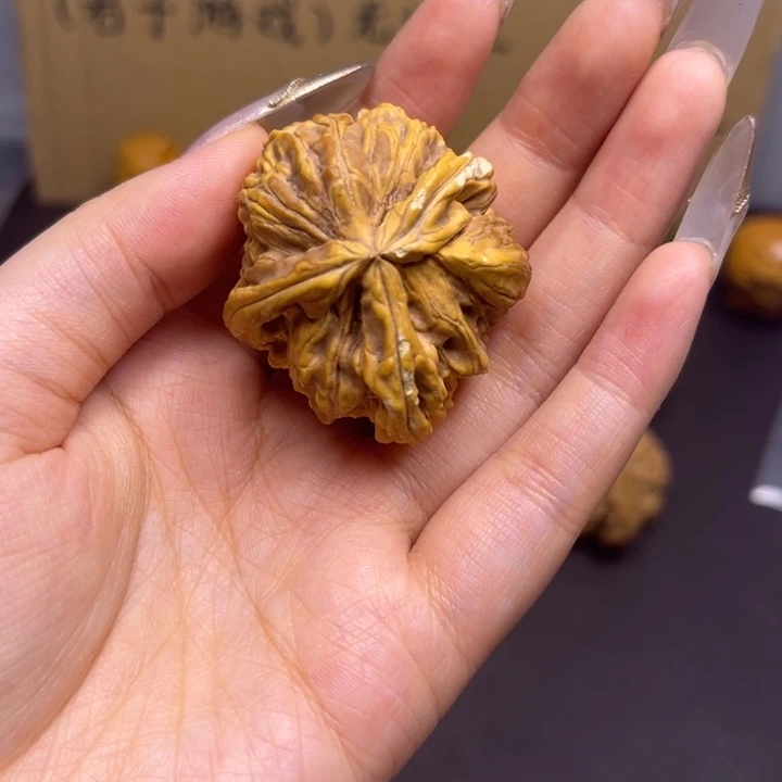 小***、菩提籽类瑕疵黄金甲单只异型