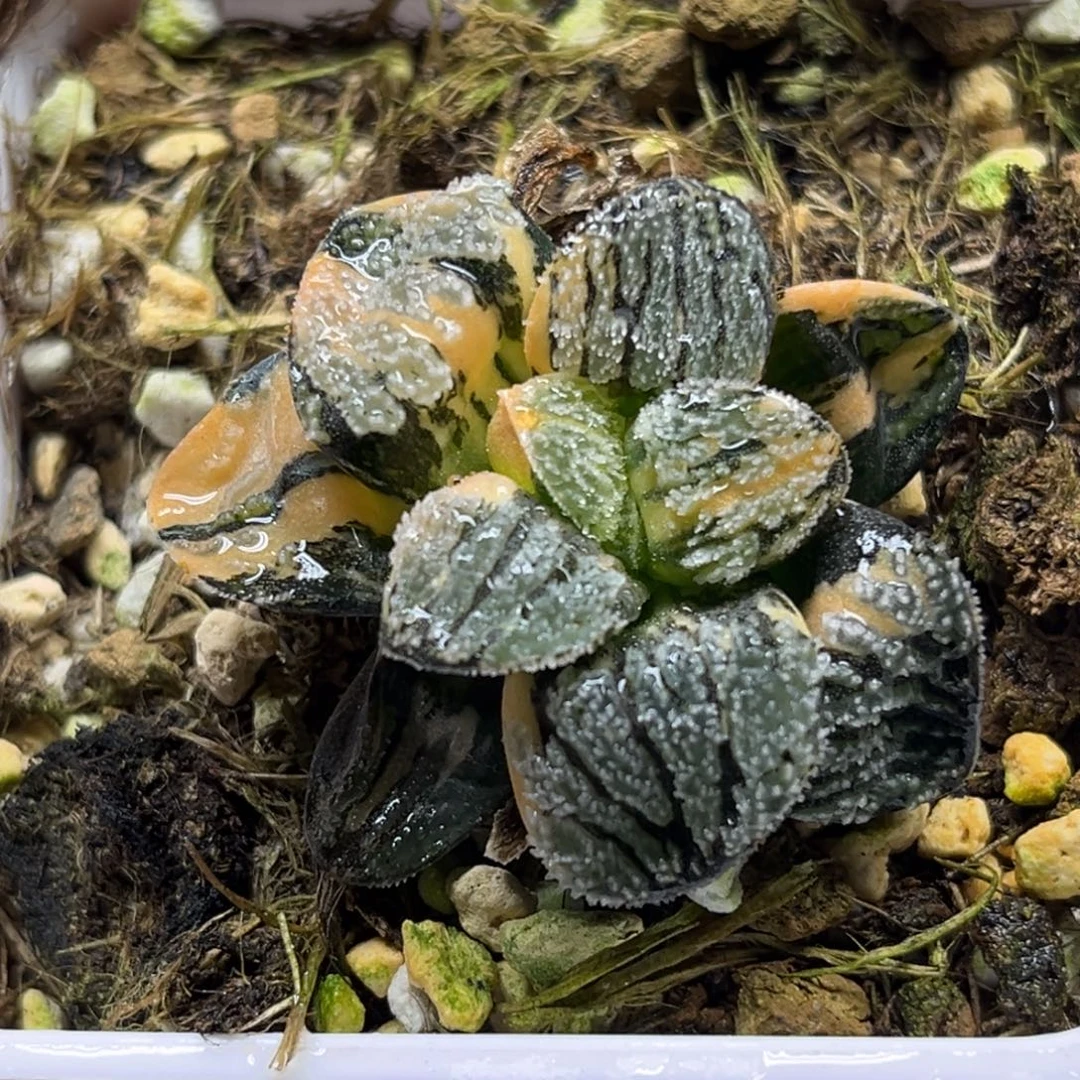 42雪之礼锦（根不好介意勿拍）福利专场