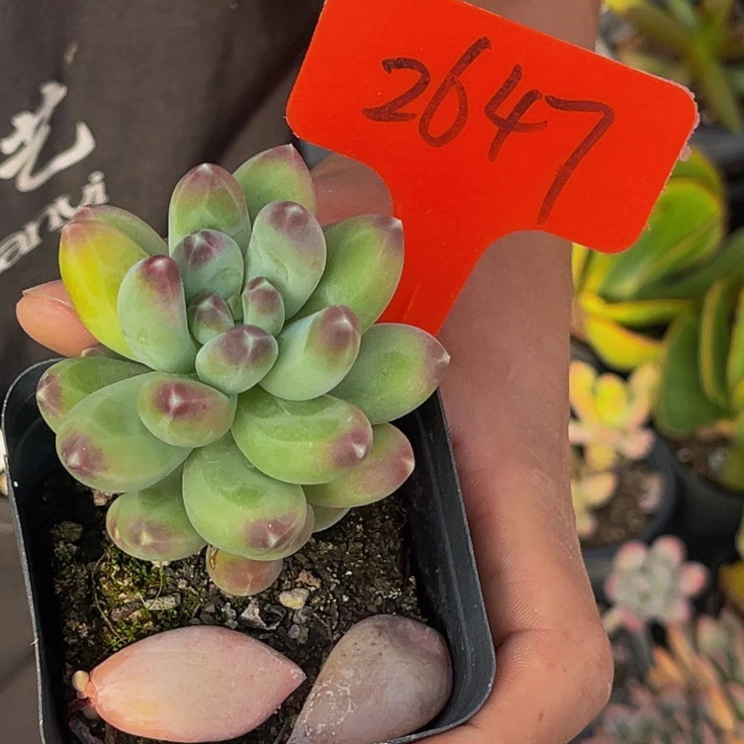 *️****2647号上午多肉植物群生多肉