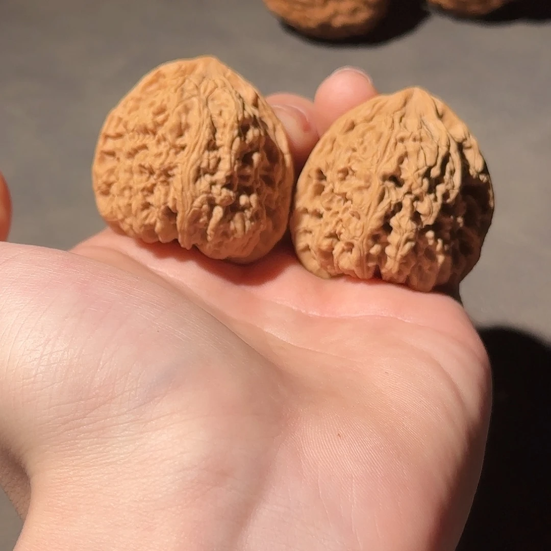 核桃39尺山地一代南疆