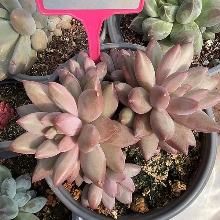 虞美人一物一拍239