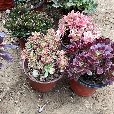 4棵玫瑰玫瑰玫瑰