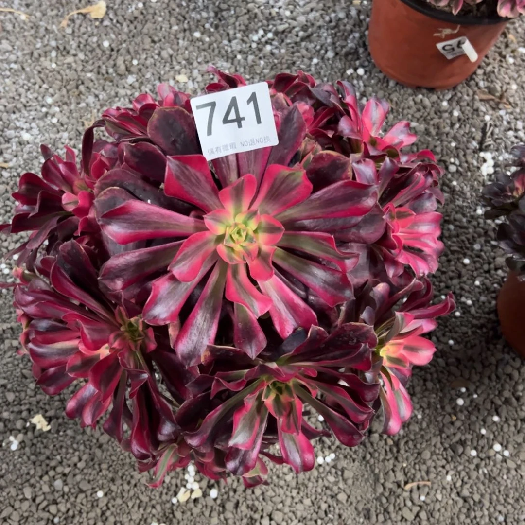 美杜莎周正捧花111