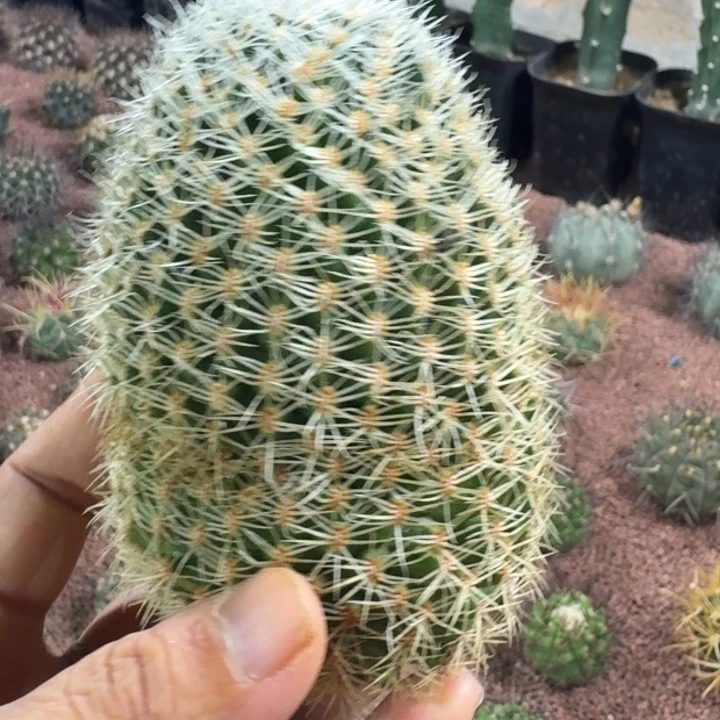 仙人球，白豹丸，有根