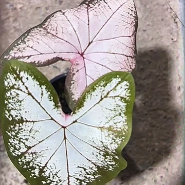 47-0305冰沙彩叶芋泰国发货