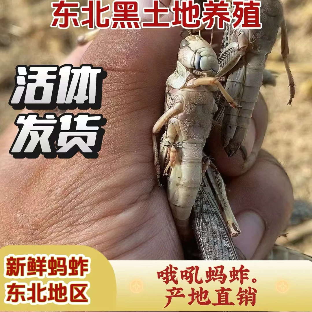 二斤现抓蚂蚱活体发货吃的就是鲜（蛋白过敏者禁止食用）