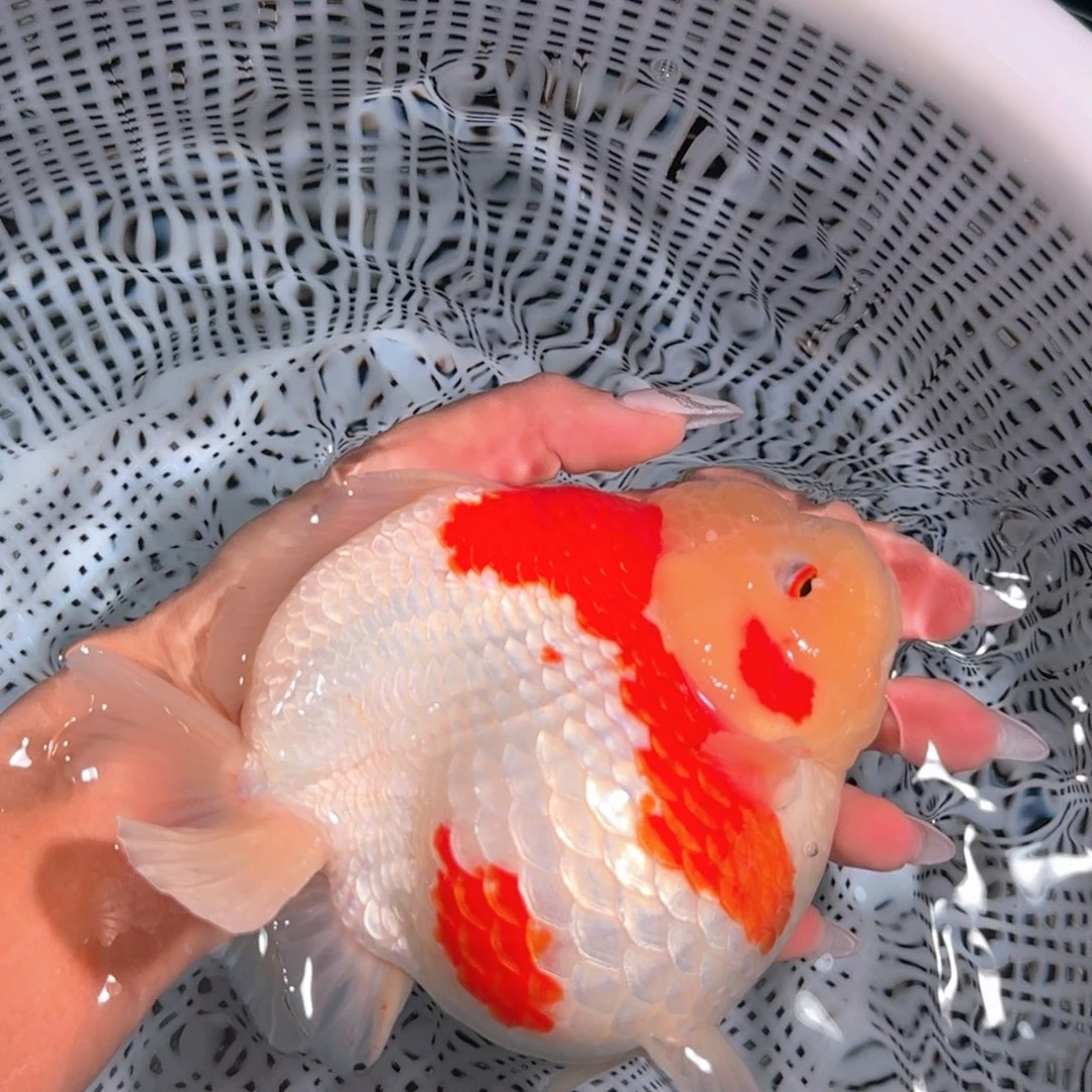 金鱼类不分公母17