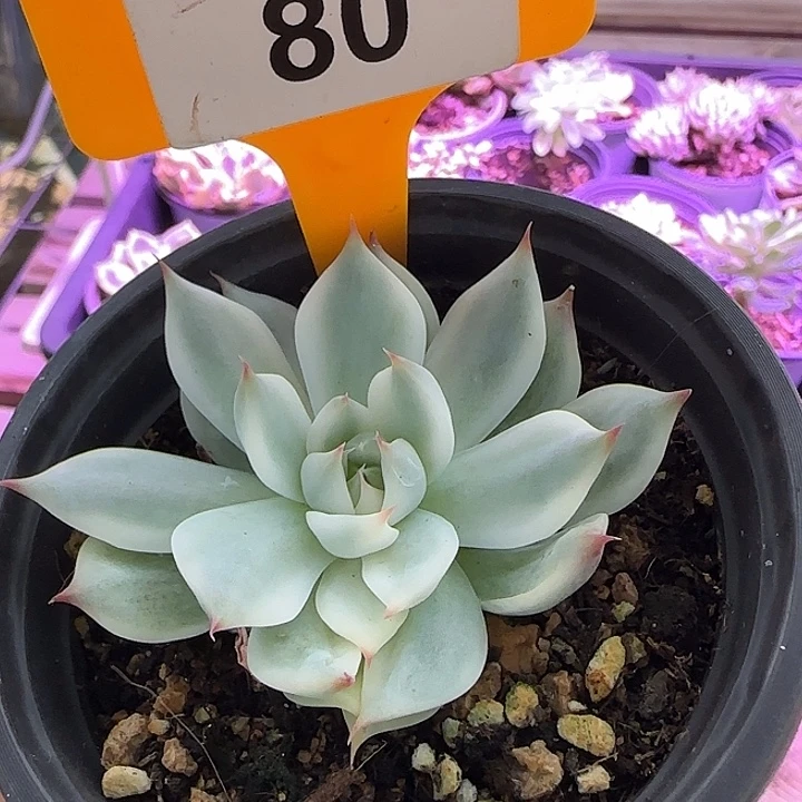 80福伦吉娃娃锦多肉