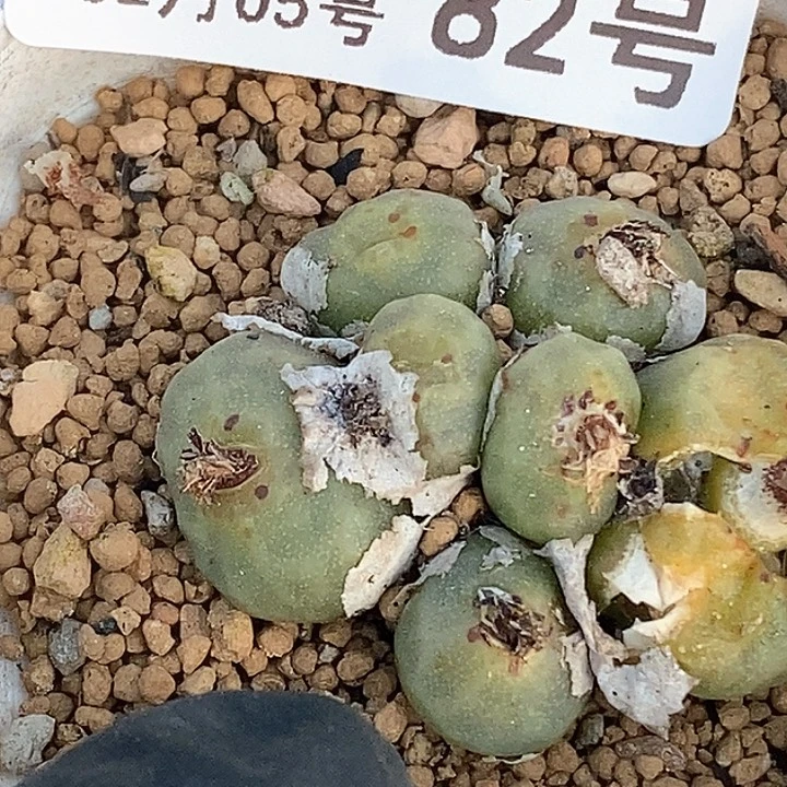 @****?桃喜花园0205-82烧卖