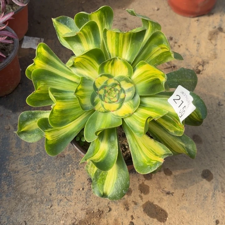 暴君多肉法师2159