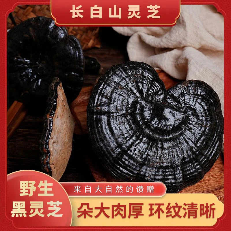 长白山黑灵芝一枚【以实际收到货为准】SSS