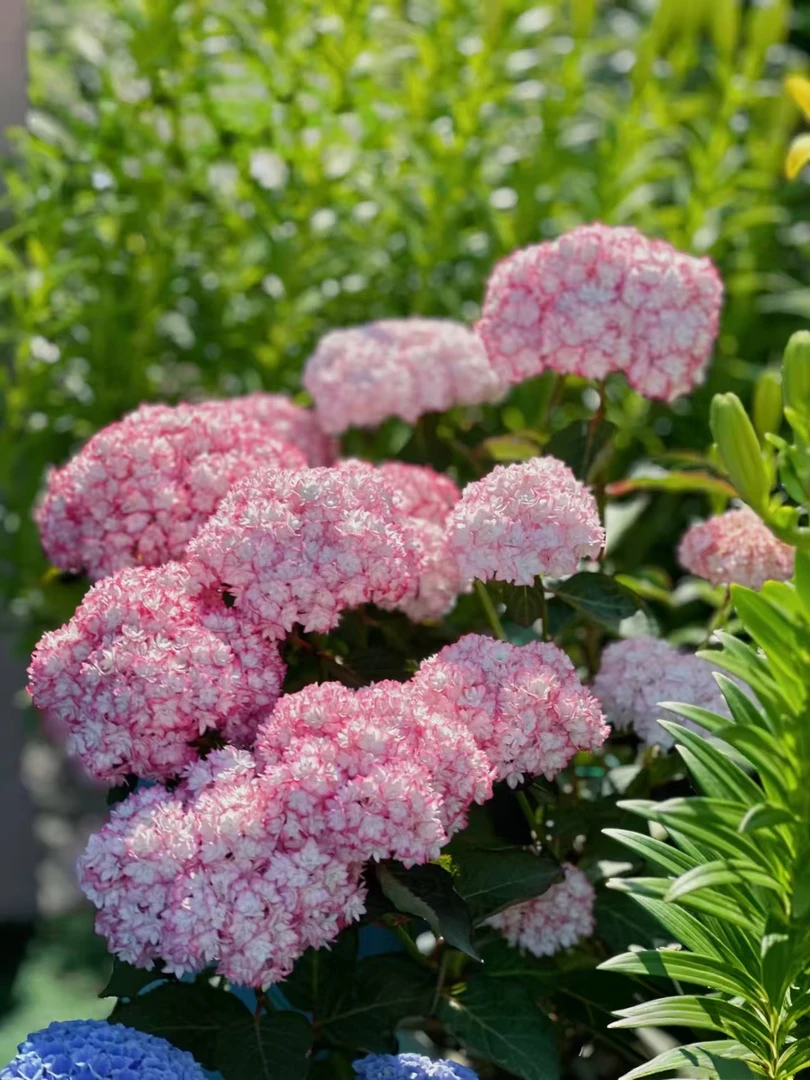 卡米拉绣球3加仑盆多年生花期长耐高温耐低温基地直发